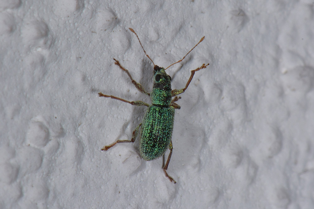 Curculionidae: Polydrusus (Conocetus) kahri